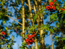 Mountain ash - Jarząb